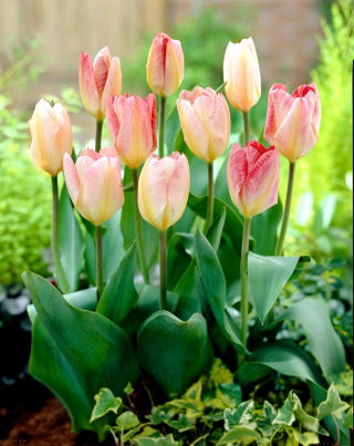 Tulpan Flaming Purissima - 5 st