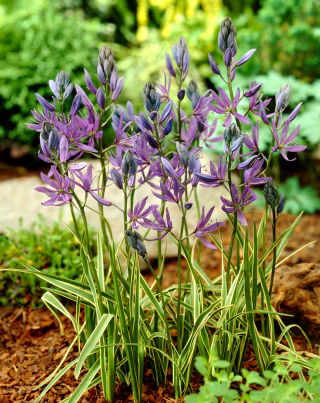 Camas Blue Melody - แพ็คเกจใหญ่! - 100 ชิ้น; quamash, ผักตบชวาอินเดีย, camash, ผักตบชวาป่า, Camassia - 