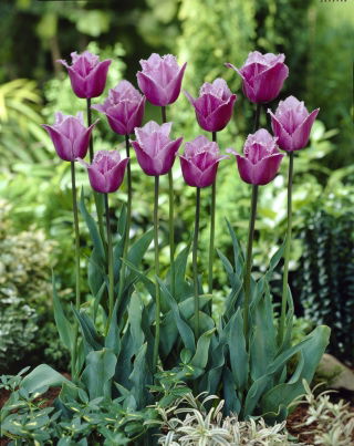 Tulip Blue Heron - ¡paquete grande! - 50 pcs - 