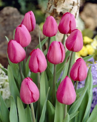 Tulip 'Don Quichotte' - large package - 50 pcs