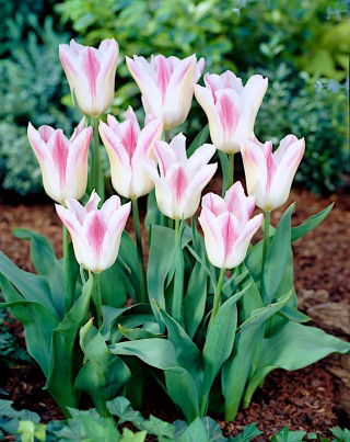 Tulip 'Holland Chic' - large package - 50 pcs