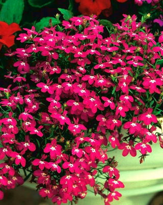 Lobelia Rosamond - fiori cremisi - 