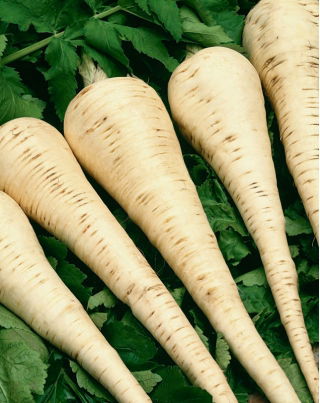 Parsley News - 