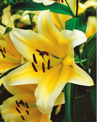 Giant tree lily - 'Big Brother' - XXXL package! - 50 pcs