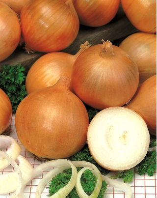 Soğan "Torunianka" - NANO-GRO - hasat hacmini% 30 artırın - 