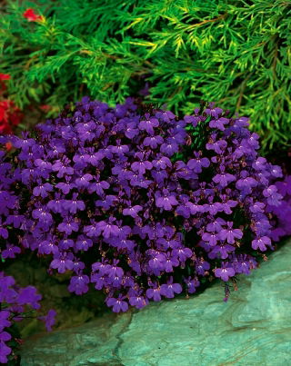 Garten Lobelia, Männertreu - Violett