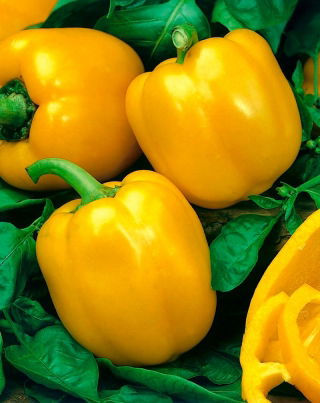 Paprika Tesla F1 - 500 Samen - professionelle Samen für alle
