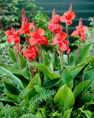 Lírio-canna - Sra. Oklahoma