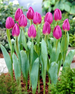 Bandera Tulipán Morado - 5 piezas