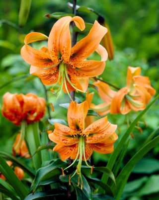 Lily - Henryi - large pack! - 10 pcs