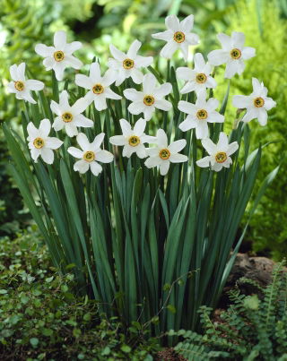 Daffodil Recurvus ของกวี - แพ็คเกจขนาดใหญ่! - 50 ชิ้น; ดอกนาซิสซัสของกวีนาร์กิสตาของไก่ฟ้าดอกไม้ดอกหญ้าดอกลิลลี่ - 