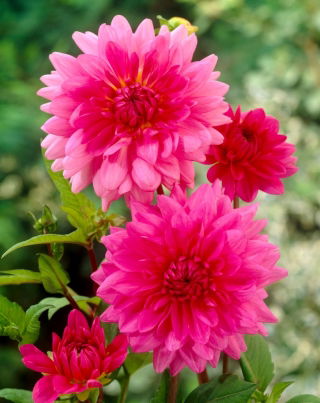Pink dahlia - Dahlia Pink