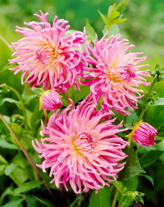 Dahlia - La preferita delle star