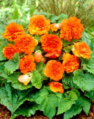 Non Stop begonia - oranje - grootverpakking! - 20 stuks - 