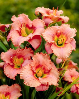 Elegant Candy daylily - large package! - 10 pcs