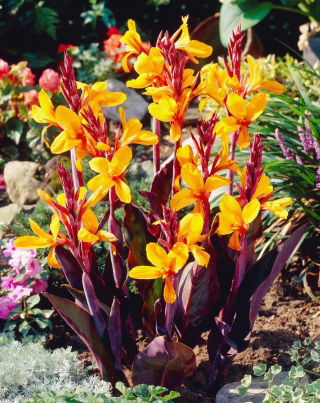 Semaphore canna lily - gros paquet ! - 10 pieces