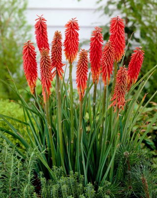 Kniphofia, Red Hot Poker, Tritoma Nancy Red - velký balíček! - 10 ks.