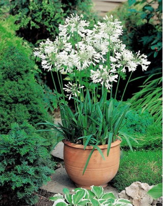 Agapanthus, Crinul Nilului Alb - pachet mare! - 10 buc.