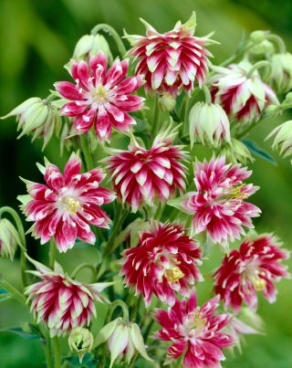 Nora Barlow columbine, double flowers - large package! - 10 pcs; granny's bonnet