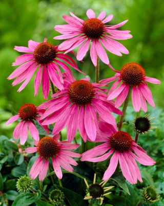 Flor cónica púrpura oriental con flores rosas Magnus - 1 pieza; erizo equinácea, Echinacea