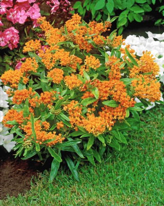Tuberosa loosestrife - răsad