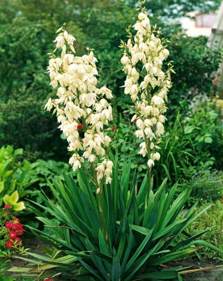 Yucca Filamentosa, Adamova igla, Carolina Silk Grass - veliko pakiranje! - 10 kom