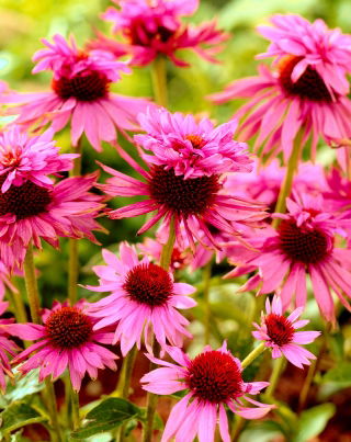 Echinacea, Sonnenhut Doppeldecker - Großpackung! - 10 Stk