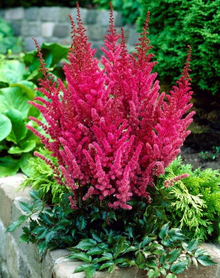 Astilbe "Montgomery" - rosso bordeaux; falsa spirea - confezione XL - 50 pz - 