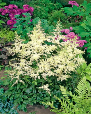 Astilbe "Brautschleier" - creamy - white; false spirea - large package! - 10 pcs