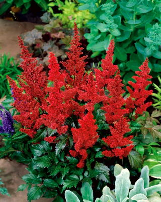 Astilbe "Burgundy Red" - crimson red; false spirea -  large package! - 10 pcs