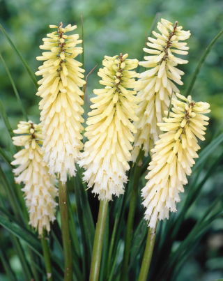 Kniphofia, Red Hot Poker, Tritoma White - XL pakuotė - 50 vnt.