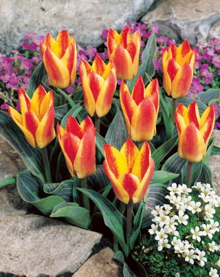 Golden Day Tulpe - XXXL Packung 250 Stk - 