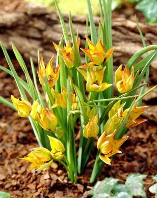 Orphanidea Flava tulipano botanico - Confezione XL - 50 pz