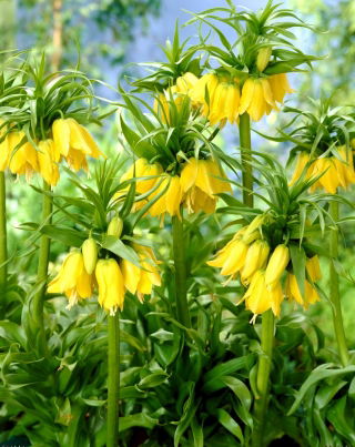 Fritillaria imperialis Lutea - Keizerskroon Lutea - XL-verpakking - 50 st - 