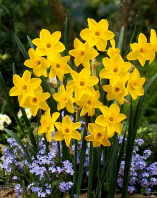Golden Carpet daffodil - XXXL pack  250 pcs