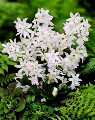 Tubergeniana Mischchenko squill, Scilla mischtschenkoana - 5 pcs; early squill
