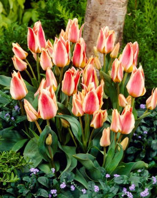 Tulip Quebec - XXXL pack  250 pcs