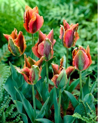 Tulip Artist - XXXL pack  250 pcs
