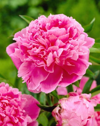 Peony, Paeonia - Jacorma - Seedling - GIGA Pack! - 50 pcs