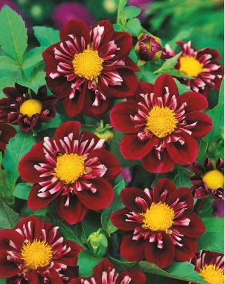 Dahlia Impression Fantastico - XL pak - 50 st - 
