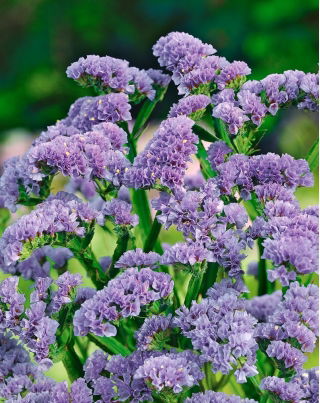 Limonka chobotnatá - levandulová - Limonium sinuatum - Elegantní fialové květy, vhodné k sušení i čerstvému řezu - Čerstvá semena