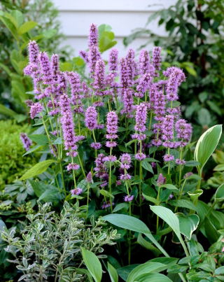 Agastache - Blue Fortune - Nagy kiszerelés - 10 db.