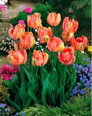 Tulip - Salmon Parrot - GIGA Pack! - 250 pcs