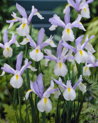 Dutch Iris Silvery Beauty - GIGA Pack! - 500 pcs.