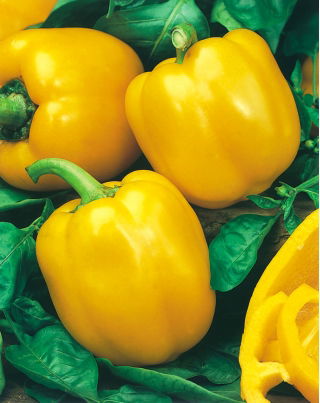 Pimento 'Tesla F1' - amarela - sementes (Capsicum annuum)
