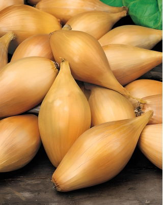 Shallot 'Zebrune' - 5 kg