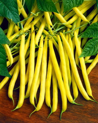 Fagiolo nano "Golden Saxa" - NANO-GRO - aumenta il volume del raccolto del 30%