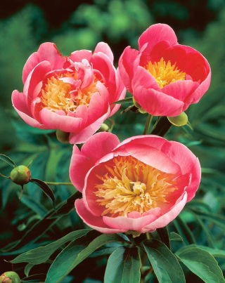 Peonía - Lovely Rose - Paeonia - Bulbo