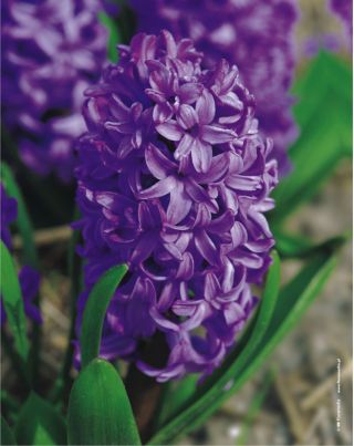 ผักตบชวาสีม่วงดาว - ผักตบชวาม่วงดาว - 3 หลอด -  Hyacinthus orientalis