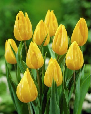 Tulipa Yokohama - Tulip Yokohama - 5 bulbs